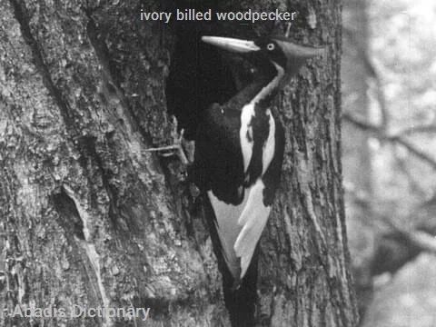 ivory billed woodpecker